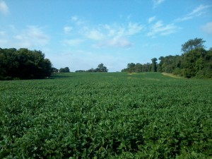 View of soy field facing West on a 93-degree day.