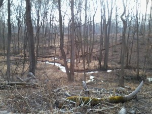 Branch of Old Man's creek.  Site 1 can be seen across the gorge.